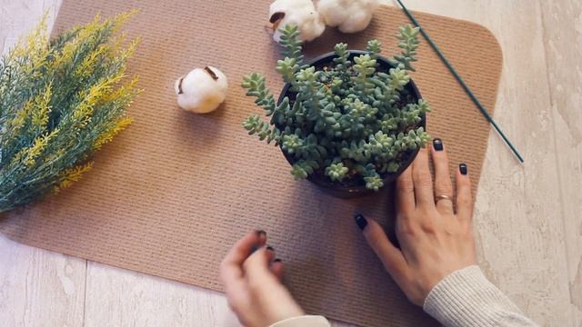 Sedum Burrito (Седум Буррито)