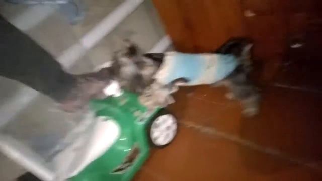 терьер напал на автомобиль,прикол, лай собаки, ржач смотреть онлайн