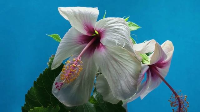 Top 3 Pimple Patch Products To Try Right Now | Get Rid Of Acne And Pimples