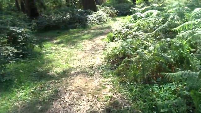 Красота в ЧАКВИ, Эвкалиптовая роща.Грузия . Аджария . смотреть онлайн