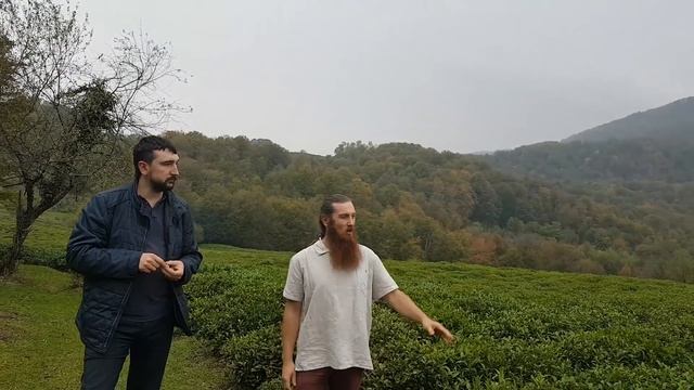Русский чай. Краснодарский чай. Фермерское хозяйство в окрестностях Сочи. смотреть онлайн
