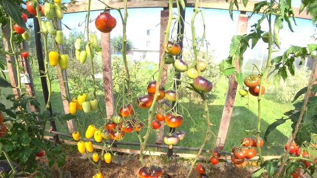 Томат Мечта Алисы (Alise's Dream) смотреть онлайн