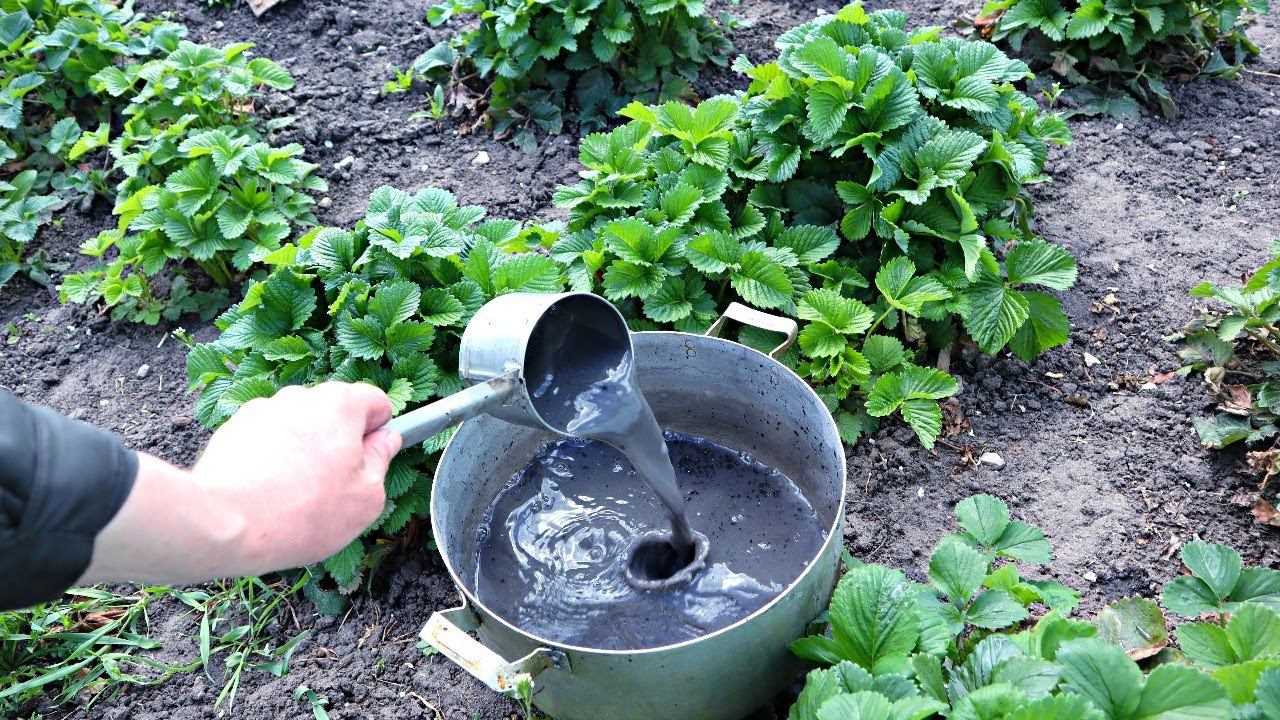 Чем подкормить клубнику в сентябре чтобы заложилось много крупной ягоды на следующий год? смотреть онлайн