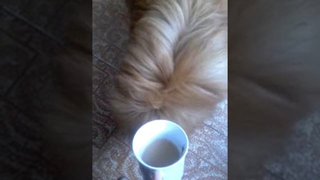 Шпиц любит чай с молоком смотреть онлайн