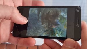 Вот такая история .Элла Австралия