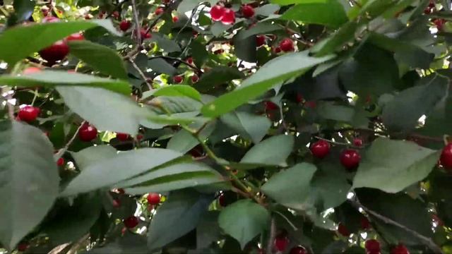 капитошки !дети сами готовят вареники с вишней! пицца! и многое другое... поехали с нами! смотреть онлайн