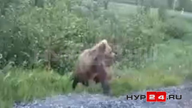 Два медвежонка вышли на трассу недалеко от Нового Уренгоя смотреть онлайн