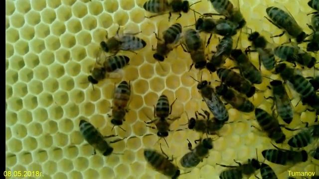 Пчеловодство Как пчёлы строят свою и покупную вощину смотреть онлайн