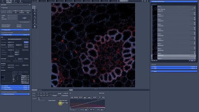 ZEN 2.1 bugs and missing features. 3. Crop function in Live scan and stage positions смотреть онлайн
