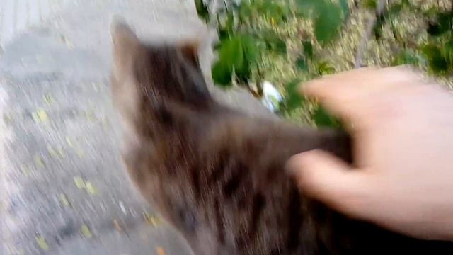 Крымские кошки всеядные смотреть онлайн