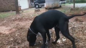 Funny Dog Poop Video 4!! *WARNING GRAPHIC CONTENT*