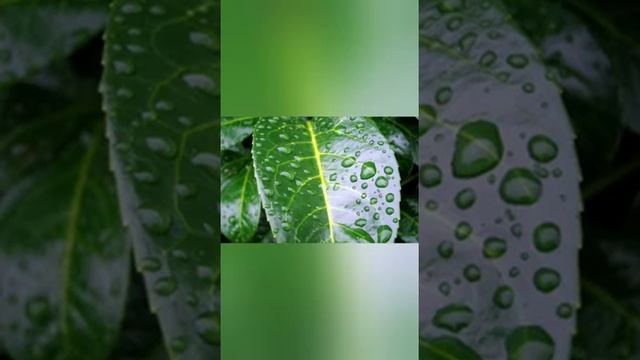 Ф.И. Тютчев "Листья" смотреть онлайн