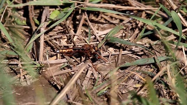 Ктырь шершевидный. Asilus crabroniformis. Насекомые Беларуси. смотреть онлайн