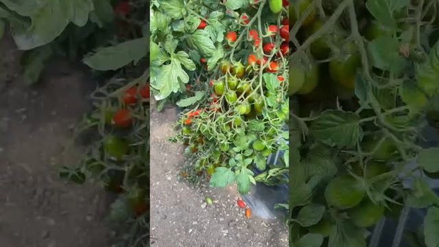 ТОМАТНОЕ ЛЕТО смотреть онлайн