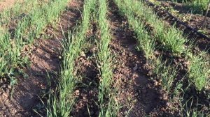 Ржавчина на чесноке! Спасаем посадочный материал. Подробная инструкция