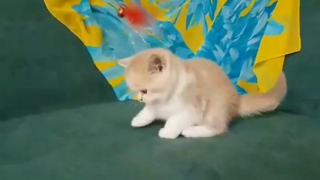 Британский котенок кремовый биколор смотреть онлайн