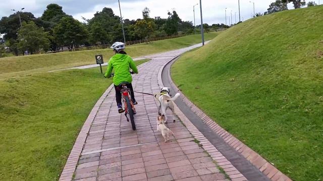 Chihuahua bike mefis смотреть онлайн