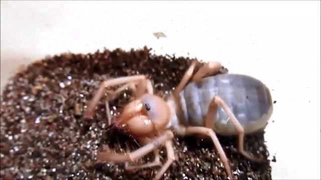 Sun spider or Camel Spider смотреть онлайн