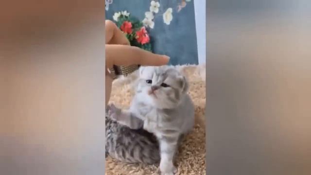 ПОДБОРКА СМЕШНЫХ КОШЕК НА 1 ЧАС 2023 ? Лучшие смешные видео о кошках смотреть онлайн