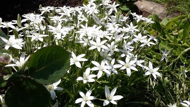 #ornithogalum #почвопокровник #птицемлечник / Особенности роста птицемлечника (лат. ornithogalum) смотреть онлайн