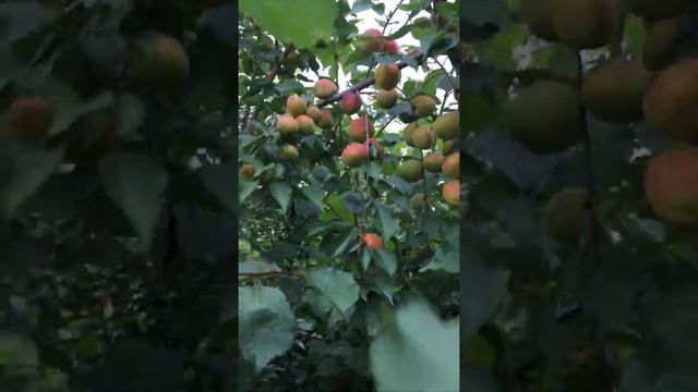 Абрикос Чемпион Севера смотреть онлайн