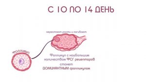 Менструальный цикл