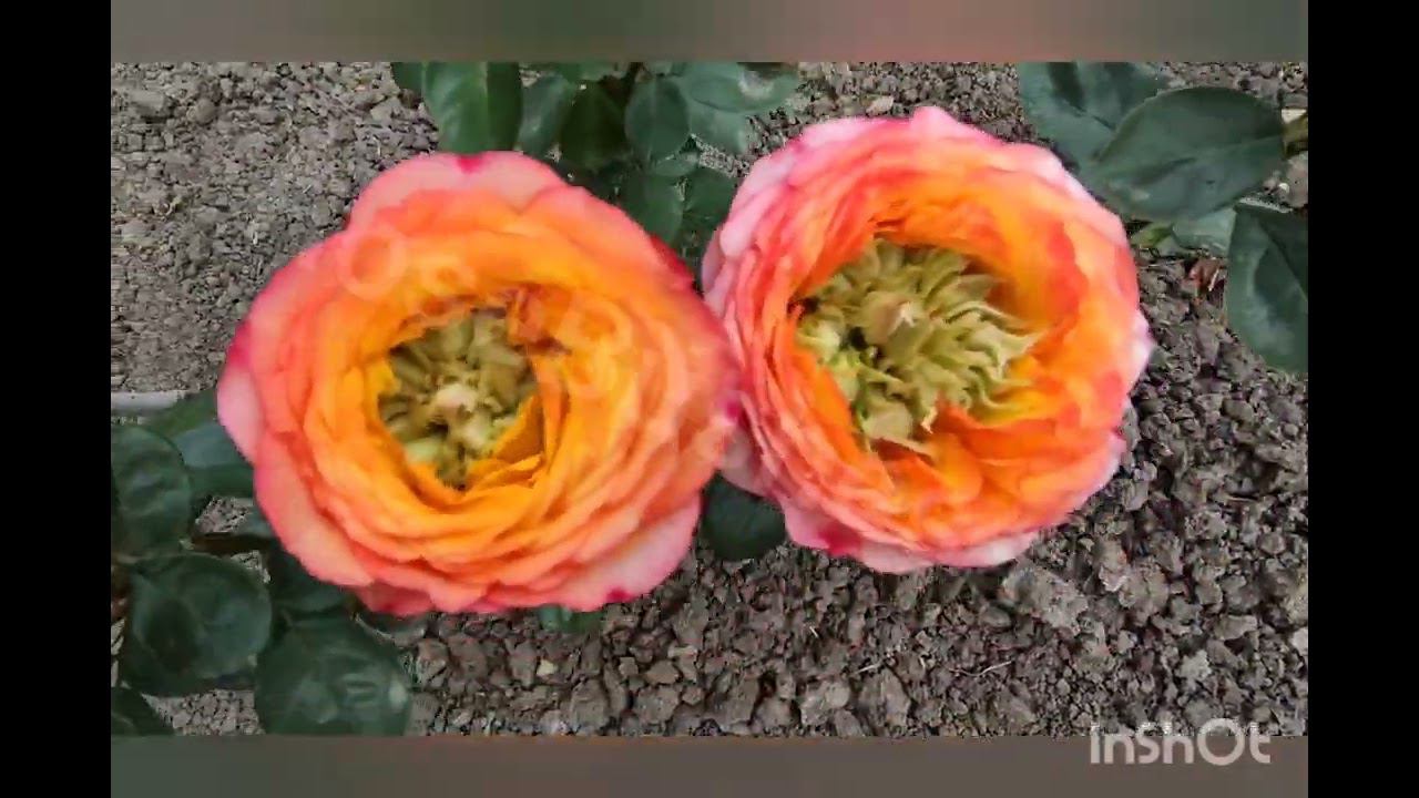 саженцы роз от "розы Бушес" RoseBushes.ru смотреть онлайн