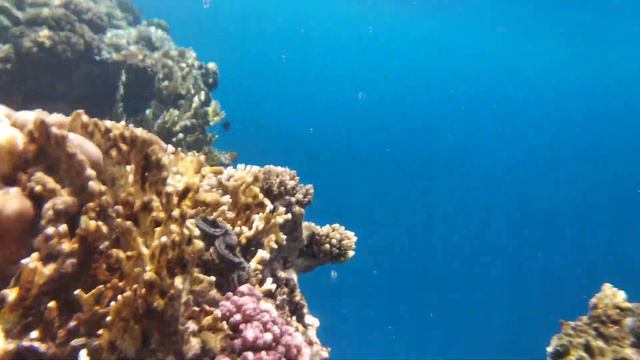 #Египет. #Шарм-эль-Шейх. #Sharm ash Sheikh. Тени в глубине. смотреть онлайн