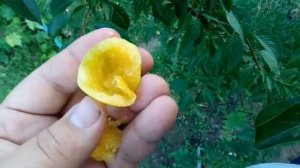 Алыча гибридная сорт Медовая