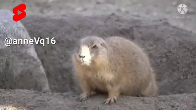 cute marmot building hole🥰🥰 смотреть онлайн