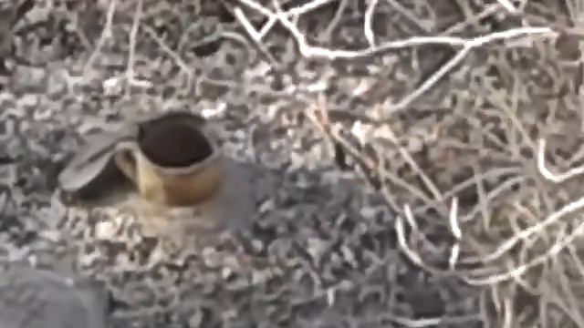 lБЕЛКИ КОТЫ ОБЛАКА В РОСТОВЕ НА ДОНУ смотреть онлайн