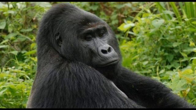 Интересные факты о гориллах(Interesting Facts About Gorillas).