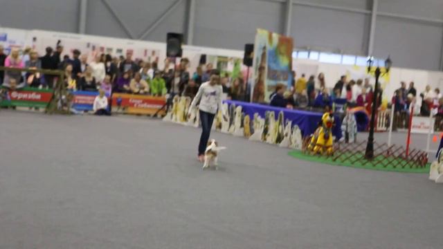 Руссу Даша и кавалер кинг чарльз спаниель Виля