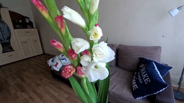 таймлапс гладиолусов смотреть онлайн