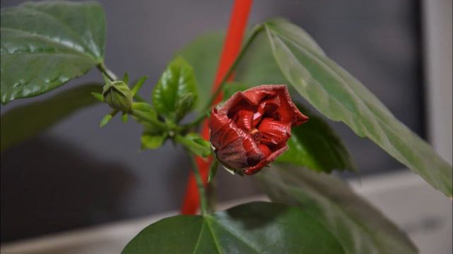 Китайская роза Эдик, Timelapse 2012(2).wmv смотреть онлайн