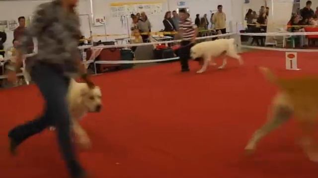 Выставка собак смотреть онлайн