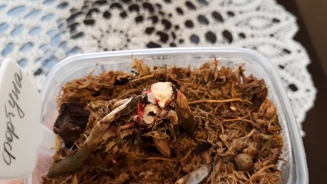 Радость орхомана. Пенёк проснулся! смотреть онлайн