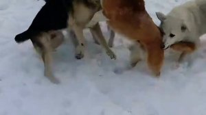 Драка собак-!!!