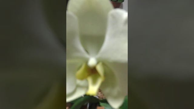 uma linda e gigante phalaenopsis estou apaixonada 🥰 смотреть онлайн