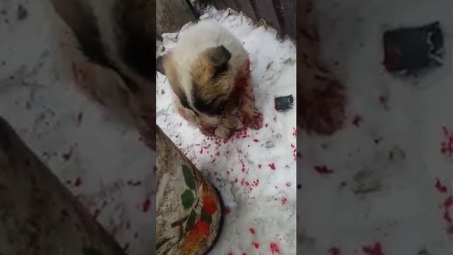 В селе навочесноково началось бешенство сабак! Берегите детей.