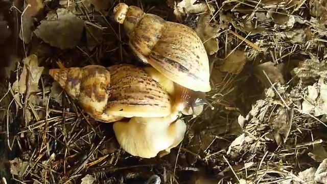 Как размножаются улитки? Медленно и печально! смотреть онлайн