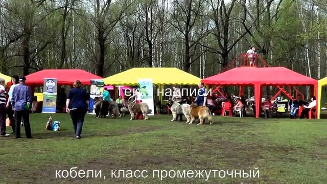 XXIII НАЦИОНАЛЬНАЯ В-КА "КАВКАЗСКИЕ ОВЧАРКИ 2017". Кобели промежуток www.r-risk.ru +79262205603 смотреть онлайн