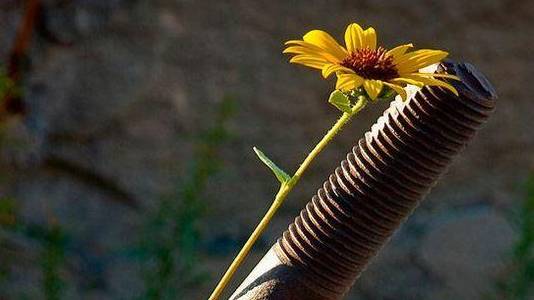 Шарлатан. смотреть онлайн