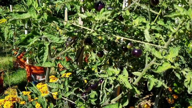 Томаты сорта Индиго росс или Синие / Сине-чёрные помидоры / 17 Августа 2016 смотреть онлайн