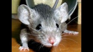 Доминирование женщины