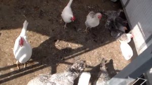 Молодое стадо серебристого Леггорна- Борковской барвистой
