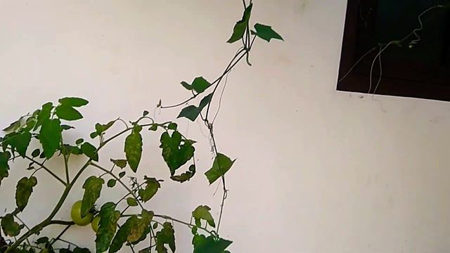 Kovakka | ഇനി എല്ലാ വീട്ടിലും ഈസിയായി കോവക്ക വളർത്തൂ