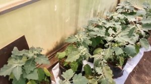 Через 3 Дня ВСЁ от него погибнет! Все средства Борьбы с паутинным клещём!
