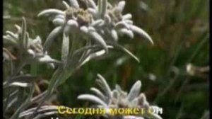 Старый крест. Елена Баграмян