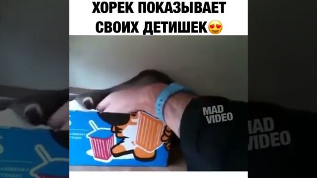 Хорек показывает своих детей. смотреть онлайн
